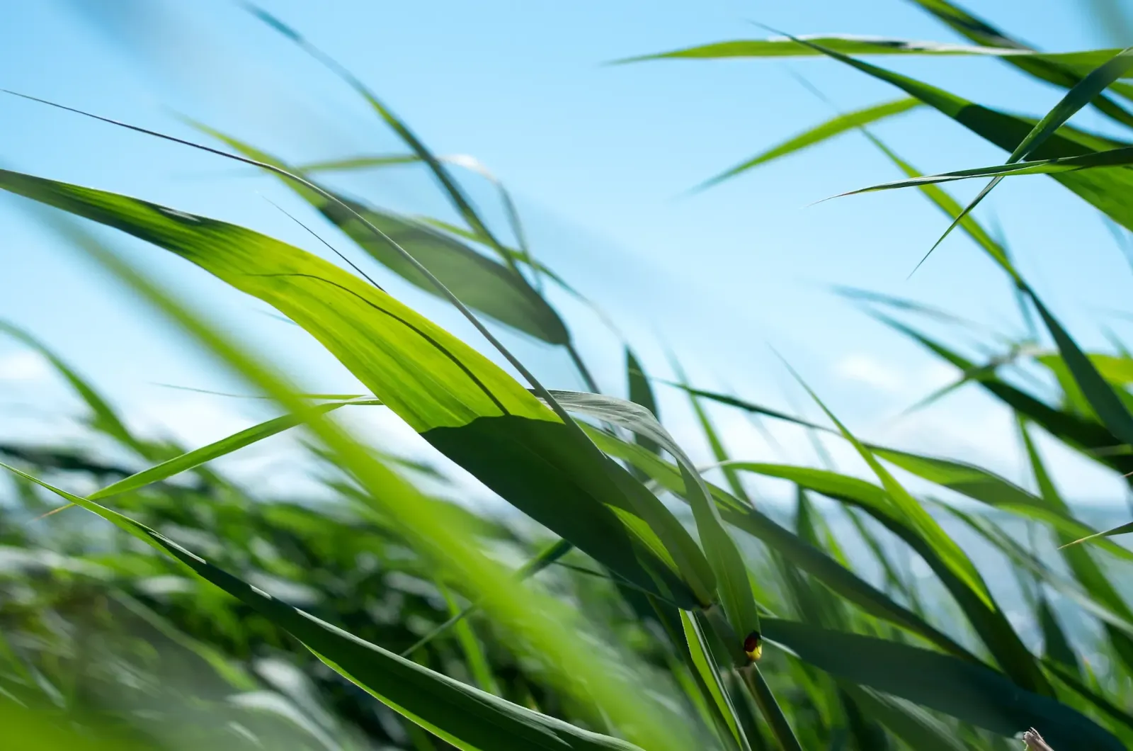 Gras weht im Wind.