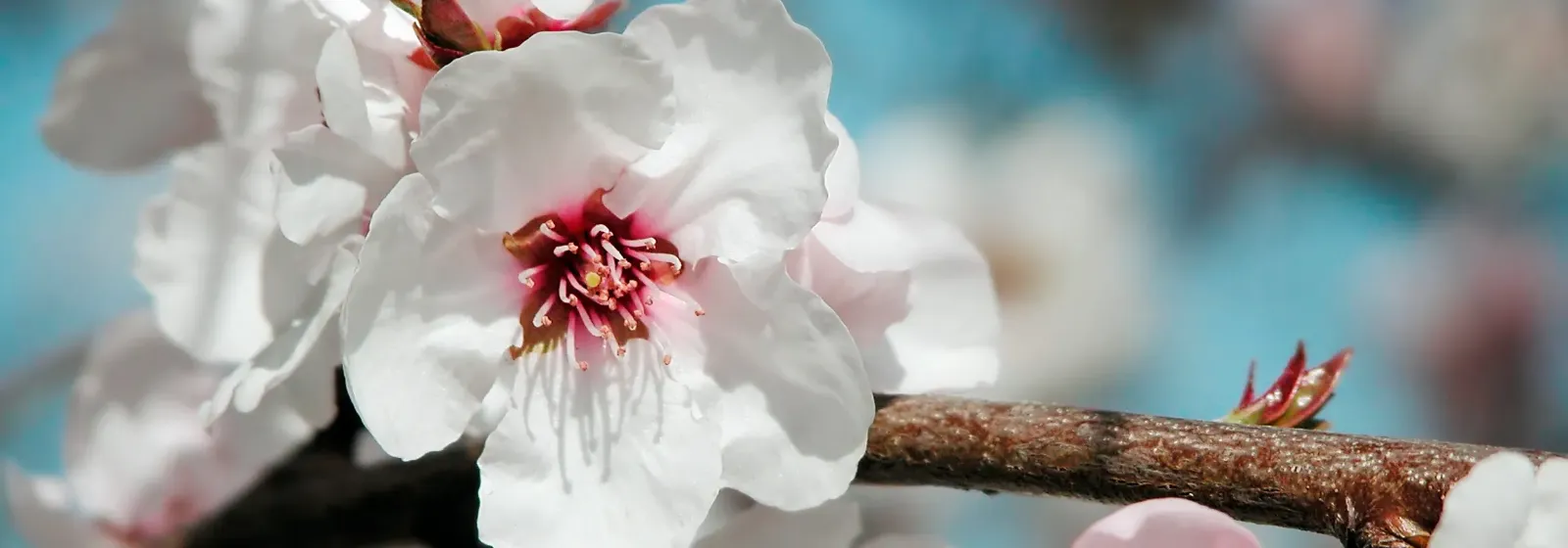 Nahaufnahme einer weißen, offenen Mandelblüte an einem Mandelbaum.