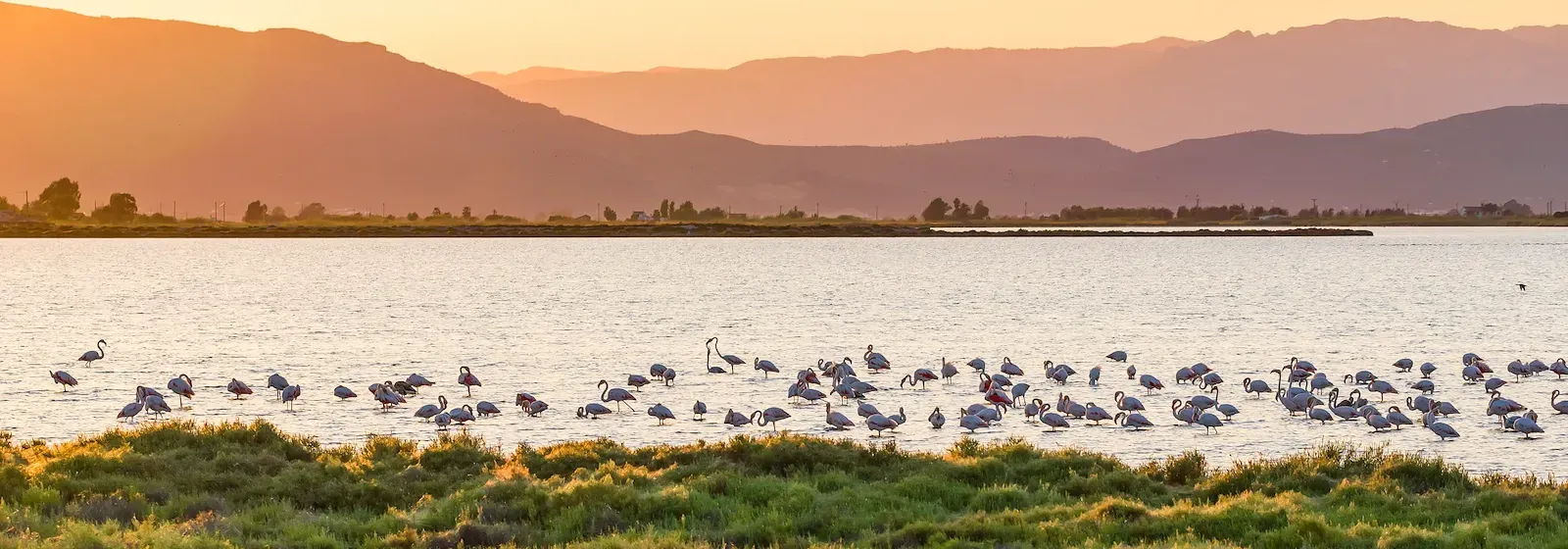 Landschaft im Naturpark Ebro-Delta mit Flamingos, die im ruhigen Gewässer bei Sonnenuntergang stehen.