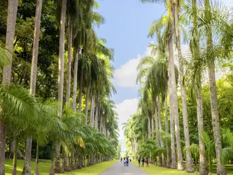 Eine grüne Parklandschaft mit hohen Palmen und blauem Himmel.