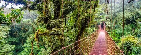 Hängebrücke im grünen Regenwald von Monteverde in mystischer Atmosphäre.