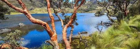 Baum mit auffällig heller Rinde am Ufer eines Sees im Cajas-Nationalpark mit Gräsern und Bergen.