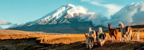 Eine Gruppe von Lamas steht auf einer Wiese mit schneebedecktem Vulkan Cotopaxi im Hintergrund.