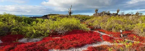 Küstenlandschaft auf den Galapagos-Inseln mit roten und grünen Pflanzen unter einem bewölkten Himmel am Meer.