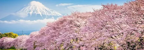 Schneebedeckter Berg Fuji mit rosafarbenen Kirschblütenbäume in voller Blüte im Vordergrund.