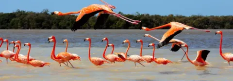 Viele rosafarbene Flamingos stehen im Wasser und zwei Flamingos fliegen obendrüber.