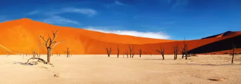 Tal in der Wüste mit verknöcherten Bäumen umringt von hohen Sanddünen