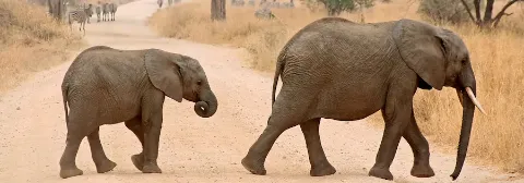 Elefantenmutter und ihr Baby überqueren eine staubige Straße im Tarangire-Nationalpark mit Zebras im Hintergrund.