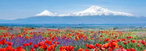 Schneebedeckter Berg Ararat in der Ferne vor einer Blumenwiese mit roten und blauen Blumen unter blauem Himmel.