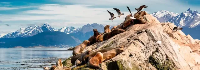 Mehrere Seelöwen liegen auf einem Felsen im Beagle-Kanal und Albatrosse fliegen darüber.