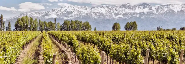 Grüne Weinreben nebeneinander in Mendoza vor der Bergkulisse der Anden mit schneebedeckten Bergen.