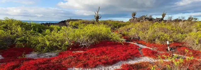 Küstenlandschaft auf den Galapagos-Inseln mit roten und grünen Pflanzen unter einem bewölkten Himmel am Meer.