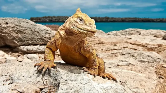 Leguan mit kräftigem Körper und rauer Haut sitzt auf Felsen auf den Galapagos-Inseln vor dem Meer.