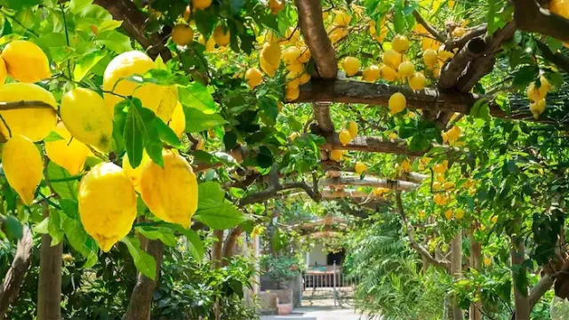 Viele Früchte in einem grünen Garten mit vielen Zitronenbäumen im Golf von Sorrent.