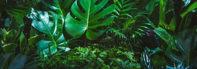 Dichte, grüne Pflanzen und Blätter in einem üppigen, tropischen Regenwald.