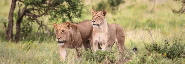 Zwei Löwen auf der Jagd laufen durch Graslandschaft im Kruger-Nationalpark.
