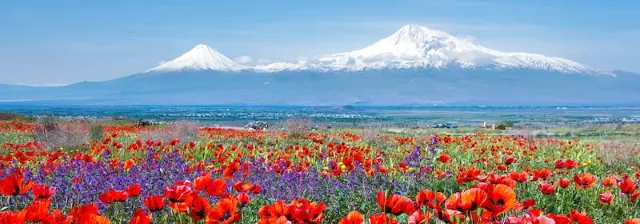 Schneebedeckter Berg Ararat in der Ferne vor einer Blumenwiese mit roten und blauen Blumen unter blauem Himmel.