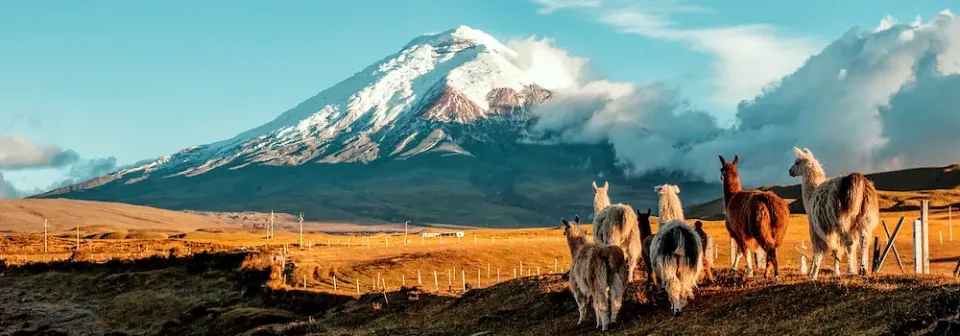 Eine Gruppe von Lamas steht auf einer Wiese mit schneebedecktem Vulkan Cotopaxi im Hintergrund.