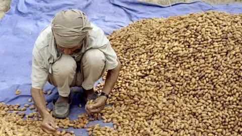 Sie werden auf Ihrer Reise in die Kunst des Dattelpflückens und der Weiterverarbeitung eingeführt.
