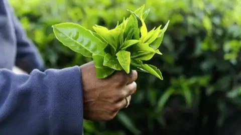 Auf Ihrer individuellen Rundreise besuchen Sie auch eine Teeplantage in Malaysia.