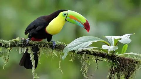 Auf dieser individuellen Marco Polo Reise durch Costa Rica erkunden Sie die wunderschöne Flora und Fauna des Landes. Auf schmalen Wegen geht es durchs Dschungelgrün.