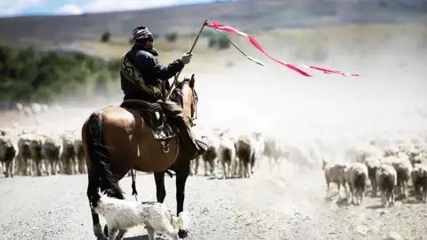 Auf Ihrer individuellen Rundreise durch Chile besuchen Sie den südlichen Teil des Landes: in den Steppen Patagoniens trifft man immer wieder auf Gauchos, die "Cowboys Südamerikas", die ihre Herden begleiten.