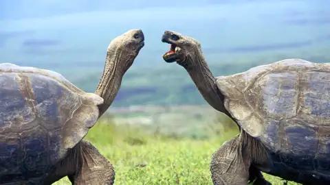 Auf Isabela, einer Station auf den Galápagos-Inseln auf Ihrer Rundreise nach Ecuacor, besuchen Sie eine Schildkrötenaufzuchtstation und erleben die Riesenschildkröten von ganz nah.