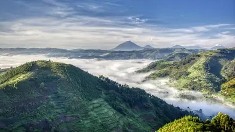 Das Highlight Ihrer individuellen Rundreise durch Uganda erwartet Sie im Bwindi-Nationalpark, wenn Sie im Bergwald auf Gorillatracking gehen.