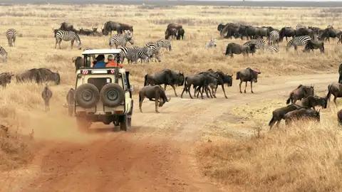 Im Ngorongoro-Krater begegnen Sie unzähligen Gnus und Zebras. Nirgendwo auf der Welt lebt so viel Großwild auf so kleinem Raum zusammen wie in diesem 20 km breiten Vulkankrater in Tansania. Ein Highlight Ihrer Rundreise.