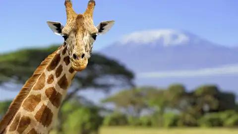 Auf Ihrer individuellen Rundreise kommen Sie der Tierwelt von Kenia ganz nah.