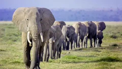 Eine Safari im Etoscha-Nationalpark gehört zu den Highlights Ihrer individuellen Mietwagenreise durch Namibia.