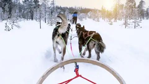 Auf dieser YOUNG LINE Reise ins winterliche Finnland unternehmen wir auch eine abenteuerliche Tour mit dem Hundeschlitten.