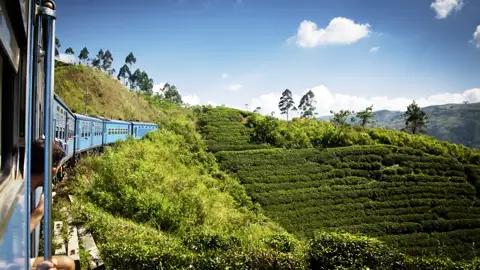 Auf unserer YOUNG LINE Rundreise durch Sri Lanka steigen wir auch mal auf den Zug um und fahren durch üppig grüne Teeplantagen.
