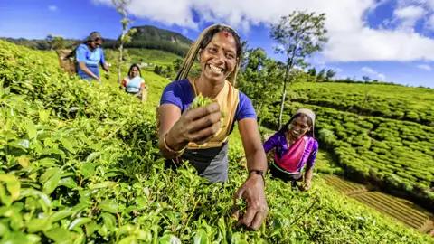 Ein gewohntes Bild im Bergland Sri Lankas, welches Sie auf dieser Rundreise erwartet: Teepflücker bei der Arbeit.