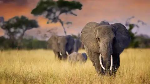 Auf Ihrer Rundreise durch Tansania erleben Sie Elefanten in freier Wildbahn. Zum Sonnenuntergang ein ganz besonderes Erlebnis.