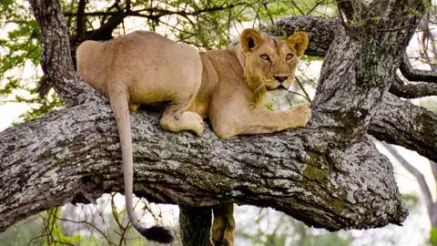Auf Ihrer Rundreise durch Tansania sehen nicht nur Sie die Big Five - Sie ziehen auch neugierige Blicke auf sich.