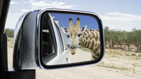 Ihre individuelle Rundreise durch Namibia führt Sie in den Etoscha-Nationalpark, wo Sie vielen Tieren ganz nahe kommen, die Sie manchmal neugierig beäugen - wie diese Giraffe.