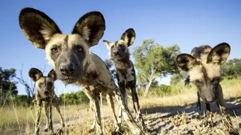 Ihre individuelle Sambia-Reise führt Sie in den Kafue-Nationalpark, wo die selten gewordenen Wildhunde leben. Mit etwas Glück sehen Sie diese sozialen Tiere, die in großen Gruppen leben.