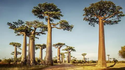 Auf Ihrer individuellen Rundreise durch Madagaskar führt Sie die Avenue de Baobab direkt in den Tsingy-Nationalpark.