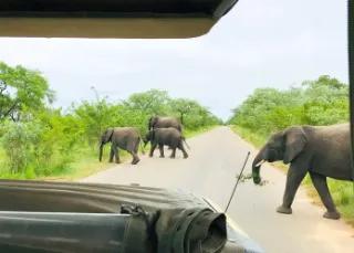 Eine Gruppe von Elefanten überquert eine Straße in der Natur.