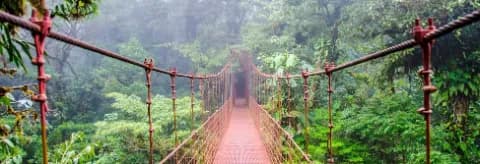 Eine Hängebrücke, die mittig durch den Regenwald führt