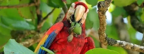 Ein bunter Ara sitzt in einem grünem Baum im Nationalpark Corcovado