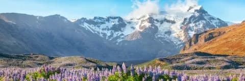 Blick auf Berge mit schneebedeckten Gipfeln im Skaftafell Nationalpark mit blühenden Lupinenfeldern im Vordergrund.
