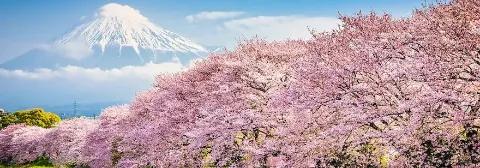 Schneebedeckter Berg Fuji mit rosafarbenen Kirschblütenbäume in voller Blüte im Vordergrund.