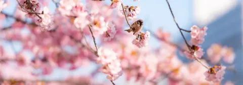 Nahaufnahme eines Vogels, der auf einem Zweig während der Kirschblüte sitzt