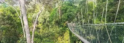 Hängebrücke führt durch den Taman Negara Nationalpark umgeben von hohen Bäumen und üppiger Vegetation.
