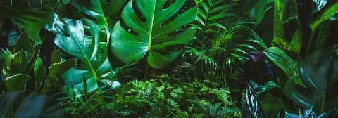 Dichte, grüne Pflanzen und Blätter in einem üppigen, tropischen Regenwald.