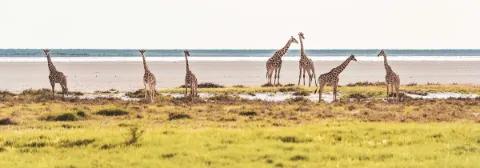 Sieben Giraffen spazieren durch den Etosha Nationalpark am Rand eines Sees