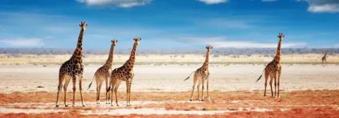 Mehrere Giraffen stehen auf einer offenen, trockenen Ebene im Etosha Nationalpark mit weitem Horizont.