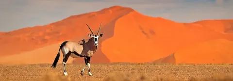 Spießbock steht vor orangefarbenen Sanddünen bei Sonnenuntergang